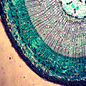 현미경 Meiosis 슬라이드 셀 생물학 유전학 식물학 준비 슬라이드 판매 준비 슬라이드 - Product Image 5