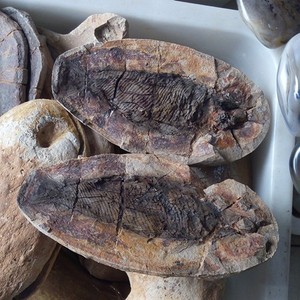 Venda por atacado bem preservado milhão de fólios de peixe antigos naturais com ambos os lados para decoração ou presente - Product Image 4
