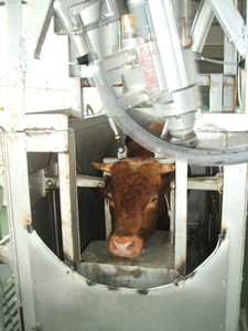 <span class=keywords><strong>Pistolet</strong></span> antichocs pneumatique, équipement <span class=keywords><strong>d</strong></span>'abattoir pour bétail et le bétail - Product Image 2