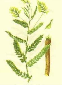 Extrato de raiz de astrágalo fornecido de fábrica 20 anos 10%-30% Polissacarídeos Extrato de <span class=keywords><strong>Astragalus</strong></span> em pó - Product Image 5