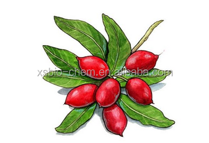 Haute Qualité GMP Miracle berry Extrait, Miracle fruits Extrait Poudre, <span class=keywords><strong>Synsepalum</strong></span> Dulcificum Extrait - Product Image 2
