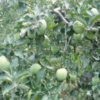 Verse Groene Apple Prijzen