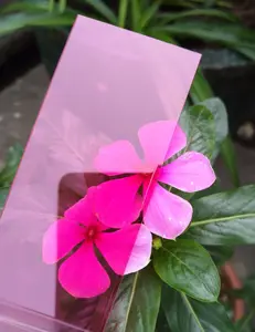 Bavette en plastique, 1 pièce, vente directe d'usine, en Polycarbonate rose, feuille solide