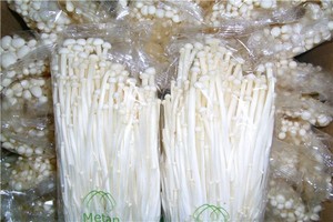Fabrication de champignons frais flammulina velutipes/<span class=keywords><strong>enokitake</strong></span>/champignons aiguille - Product Image 5