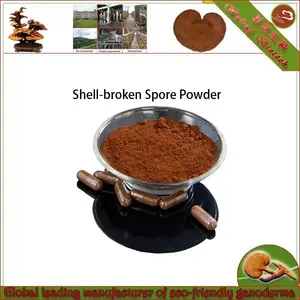 Ganoderma shell brisé spore poudre extrait