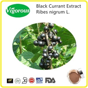 Extracto <span class=keywords><strong>de</strong></span> Grosella Negra, Antocianinas para Suplementos Alimenticios - Product Image 6