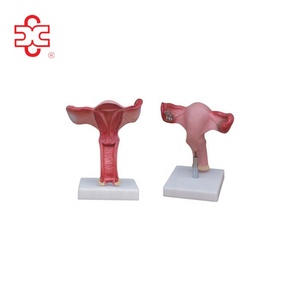 膣医療解剖学モデル - Product Image 1