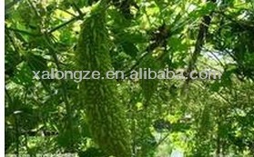Tự nhiên đóng băng khô dưa chuột bột/Dưa chuột thêm - Product Image 4