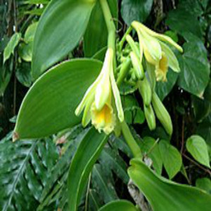GMP Natural de vainilla en polvo/sabor vainilla CAS: 121-33-5 - Product Image 3