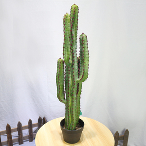 Cây Xương Rồng Saguaro Bằng Nhựa Phong Cách Mới Mua Cây Xương Rồng Nhân Tạo Tại Câu Lạc Bộ Xương Rồng Và Mọng Nước Toronto - Product Image 2