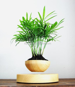Fábrica de la venta directa de levitación flotando en el aire <span class=keywords><strong>bonsai</strong></span> para la decoración de interior - Product Image 6