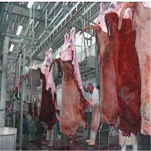 Equipo automático de sacrificio de <span class=keywords><strong>ganado</strong></span> para procesamiento de carne de res/ternera para plantas de fabricación <span class=keywords><strong>y</strong></span> mataderos - Product Image 2