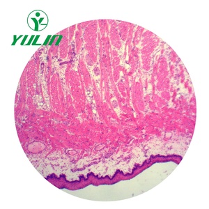 Usine chinoise, 100 articles, diapositives <span class=keywords><strong>de</strong></span> microscope préparées sur l'histologie animale et humaine, ensembles à des fins éducatives - Product Image 5