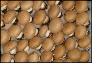 Frais bouton / crimini champignons / suisse brune rushroom - Product Image 3