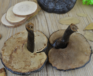 Hongos Naturales Enteros Secos, Ganoderma <span class=keywords><strong>Atrum</strong></span> Silvestre Negro - Product Image 4