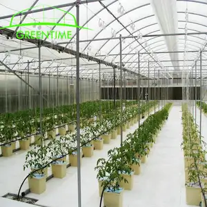 Dutch bucket greenhouse hydroponic culture in cheap price