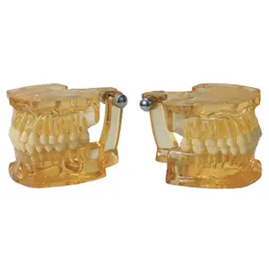 Gelsonlab HSDT-C12 Clair D'extraction modèle de dents