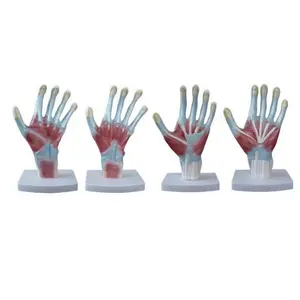 Gelsonlab HSBM-324 Plastic human hand model Palm Anatomy model