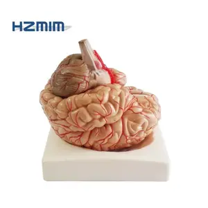 อวัยวะมนุษย์สมองแบบจำลองทางกายวิภาครูปแบบสมองมนุษย์ทางการแพทย์