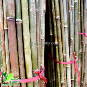 Varas y Cañas de Bambú Amarillo Natural Ecológicas con Diámetro y Longitud Personalizables para Soporte de Plantas - Product Image 2