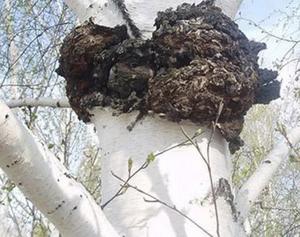 <span class=keywords><strong>Bai</strong></span> <span class=keywords><strong>Hua</strong></span> <span class=keywords><strong>Rong</strong></span> Bột Chaga Khô Hoang Dã Cho Trà - Product Image 6