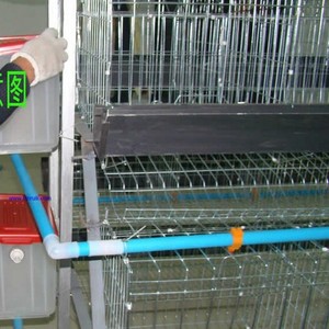 jaulas en batería para gallinas <span class=keywords><strong>ponedoras</strong></span> ( venta caliente en México, venezuela) - Product Image 4