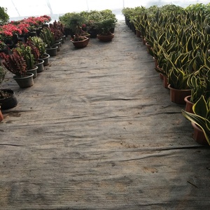 Tapis de mauvaises herbes <span class=keywords><strong>noir</strong></span>, cm, tapis en <span class=keywords><strong>plastique</strong></span> résistant aux mauvaises herbes, pour jardin et légumes, serre - Product Image 6