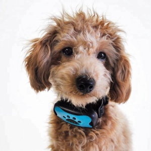 Anti Rinde Kragen Für Extra Kleine Hunde TZ-PET681V - Product Image 6