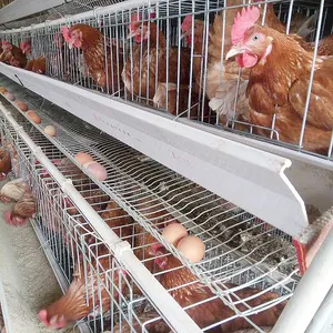 egg chicken Poultry Shed Cage for layer chicken farm Poultry farm house A type layer galvanized welded wire mesh egg chicken