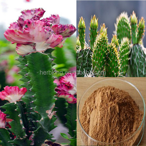 Extracto de Cactus contra la obesidad, hodia <span class=keywords><strong>Gordonii</strong></span> - Product Image 2
