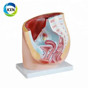 Di-310 Rumah Sakit Medis Canggih Pria Internal Organ Genital Eksternal Manusia Model Anatomi