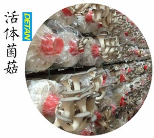 <span class=keywords><strong>Shiitake</strong></span>, ostra, cogumelo reishi madeira/micélio - Product Image 1