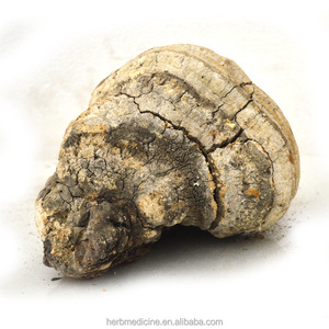 Hongo Entero Seco a la Venta, Fomitopsis Officinalis Natural - Product Image 5