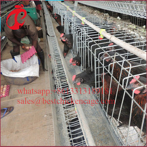 Cages de batterie de petites taille pour batterie de volaille,, prix le plus bas, convient aux animaux marins de poulet, de haute qualité - Product Image 6