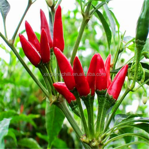 Ichuan-pimiento de chili, pimiento redondo rojo caliente - Product Image 5