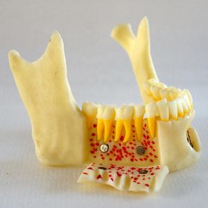 <span class=keywords><strong>Dental</strong></span> studio Anatomico Mandibola modello - Product Image 2