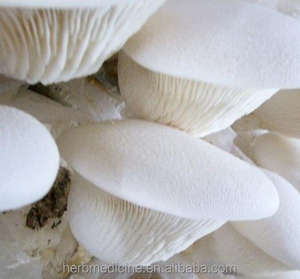 Obral Jamur Sanctity Raja Putih Jamur Tiram Pleurotus Nebrodensis Inzenga - Product Image 2