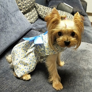 Großhandel Qualität Baumwolle Haustier Kleidung günstigen Preis schöne Hunde kleid Bogen Knoten Sommer Welpen Katze Hund Kleidung Rock - Product Image 2