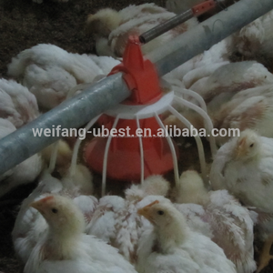 Alta calidad de aves de <span class=keywords><strong>corral</strong></span> automática <span class=keywords><strong>pan</strong></span> sistema de alimentación - Product Image 5