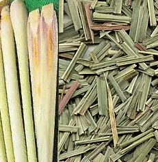 Cymbopogon Citratus Chinese Dry Fragrant HerbとSpicies Bio Herbs Lemongrass Herbal Tea