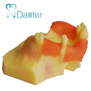 A2012 migliore vendita modello di pratica di sollevamento del seno in resina Silicone denti dentali modello di studio per dentisti - Product Image 2