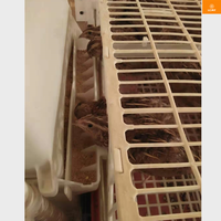 Cage à Cailles Automatique en Plastique Type H de Qualité Supérieure