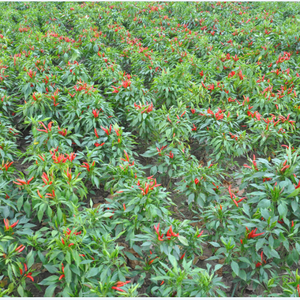 Condimento en polvo <span class=keywords><strong>de</strong></span> pimienta caliente, nuevo producto en polvo seco y rojo - Product Image 6