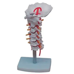 BIX-A1021 Servikal Vertebra Anatomik Modeli Ortak Karotis Arter Occiput Intervertebral Disk Sinir