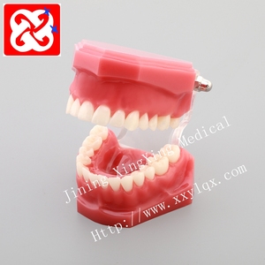 Di alta qualità standard di grandezza naturale modello dentale pieno cerniera e mezza cerniera - Product Image 3