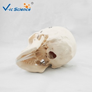 Модель черепа из ПВХ - Product Image 6