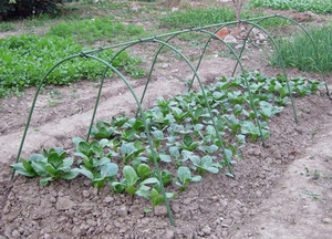 Cerceau de jardin en plastique noir, tunnel pour serre - Product Image 3