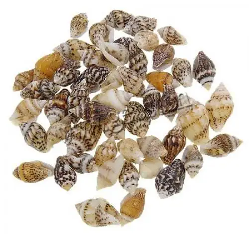 Perles naturelles, coquillages de mer, perforées, marron, pour bijou fait main, décoration de mariage ou de maison, nouveau modèle, 15.5, 9-722210mm