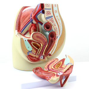 pelvicanatomy