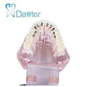 Modelo de ortodoncia de resina de la mejor calidad con soportes linguales para demostrar la posición <span class=keywords><strong>exacta</strong></span> de los cables de práctica - Product Image 6